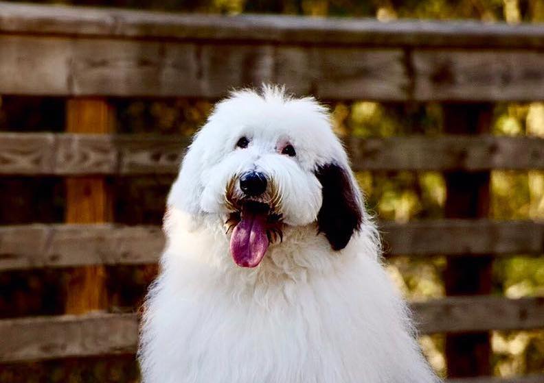 Zammy the Giant Sheepadoodle